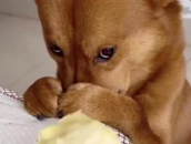 史上最全的飞机杯使用指南Q&A!